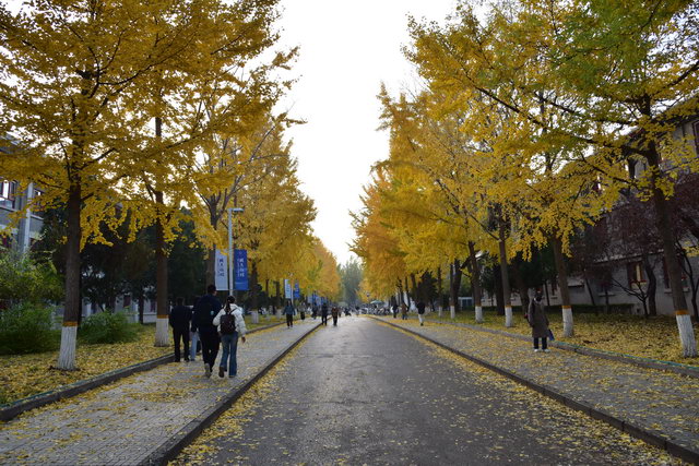 两边都是银杏的道路