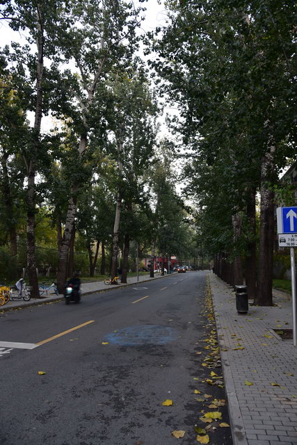 燕东园北门外的道路